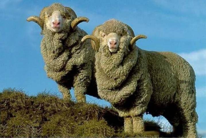Овца — узнайте все о содержании овец, особенности условий содержания, рацион питания и главные характеристики овец как домашнего питомца!