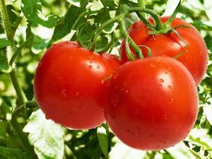 Особенности сорта томатов дар заволжья