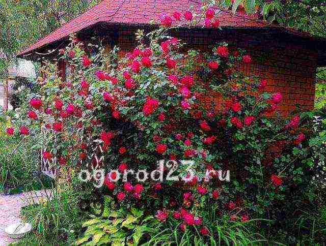 Особенности посадки и ухода за плетистыми розами на Урале в открытом грунте