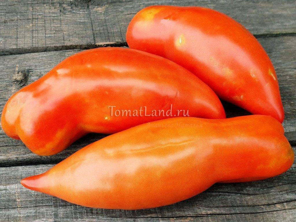 Оригинальные плоды и особенный вкус — томат «царский подарок»: описание сорта, фото, особенности выращивания