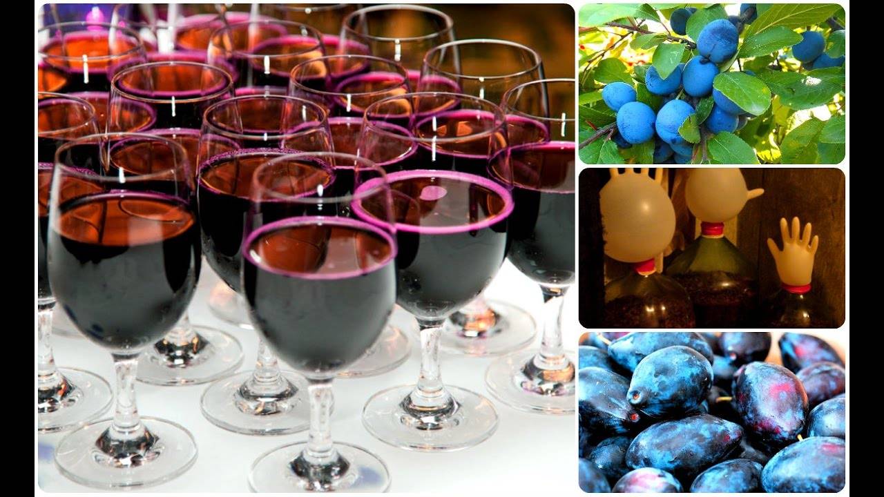ТОП 13 пошаговых рецептов приготовления вина из сливы в домашних условиях