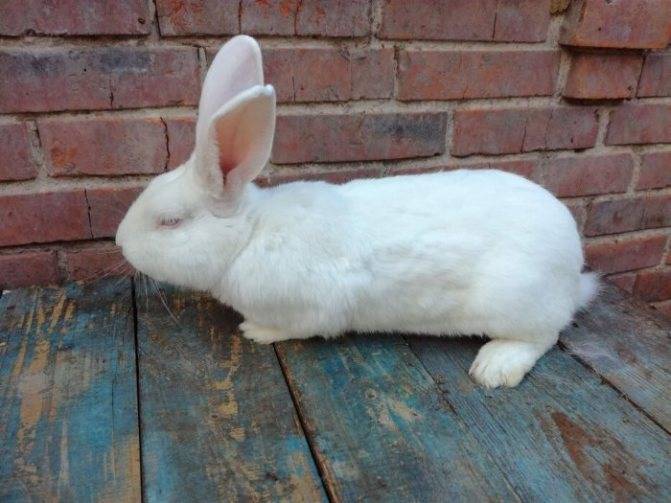 Описание породы кроликов белый паннон с фото
