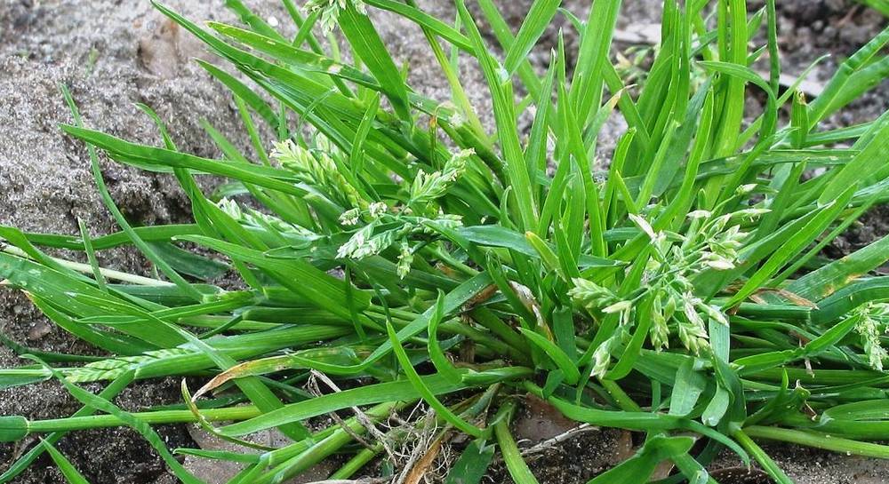 Меры эффективной борьбы с амброзией и описания лучших гербицидов против сорняка