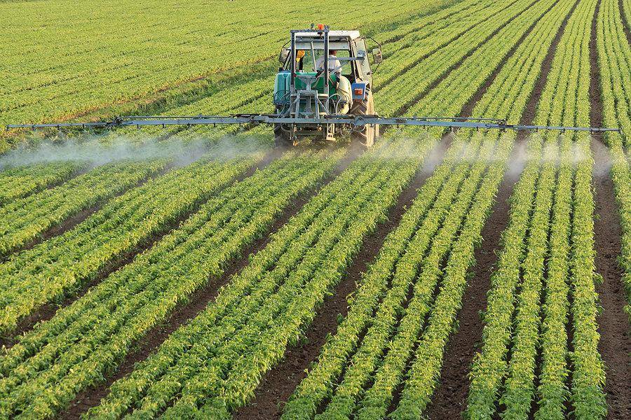 Что такое гербициды для обработки кукурузы, их виды и применение