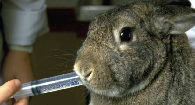 Миксоматоз у кроликов
