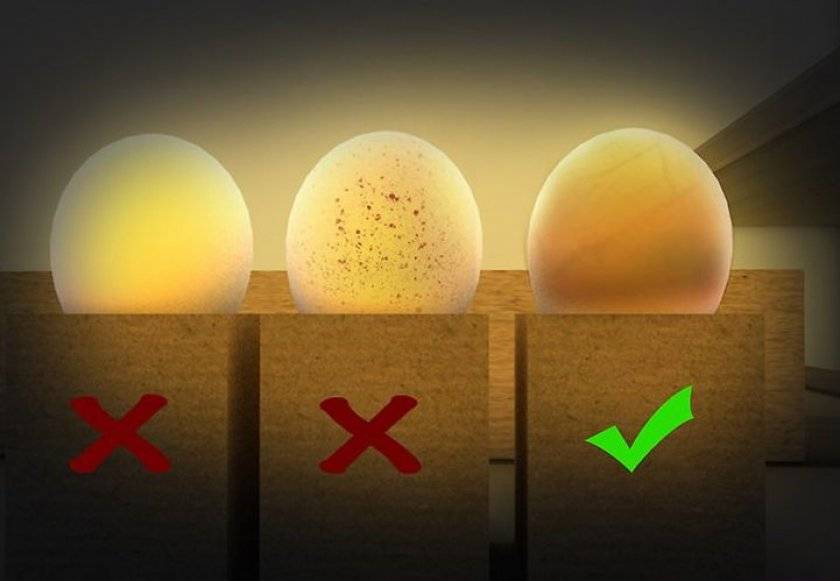 На какой день просвечивают яйца. Овоскопирование гусиных яиц. Овоскопирование куриных яиц. Овоскопирование инкубационного яйца кур. Инкубационное яйцо овоскопирование.