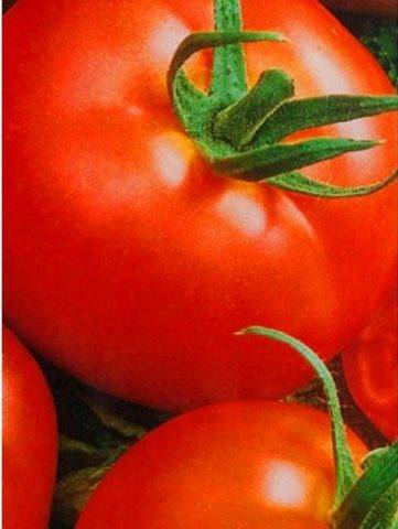 Сорт томатов альфа отзывы фото