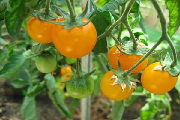 Описание сорта томата Золотой самородок и его характеристика