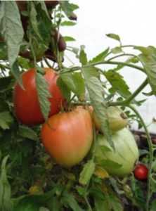 Сорт помидор толстой: описание и особенности выращивания