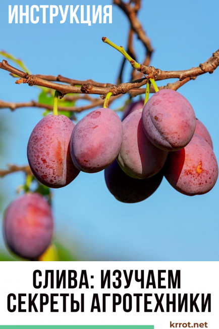 Как правильно выращивать и ухаживать за абрикосом в сибири и описание морозостойких сортов