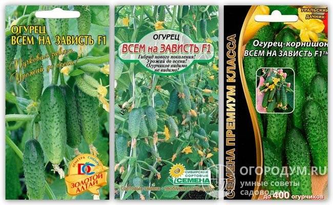 Гибрид огурцов «пучковое великолепие f1» для выращивания в теплице: фото, видео, описание, посадка, характеристика, урожайность, отзывы