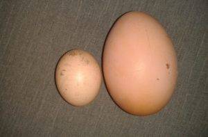 По каким причинам куры иногда несут мелкие яйца и как лучше решить проблему
