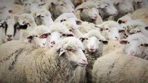 Особенности овцеводства в разных регионах россии и мире в 2020 году