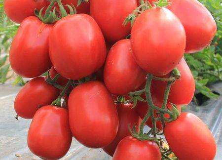 Характеристика и описание сорта томата Сахарная Настасья, его урожайность