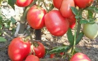 Как выращивать томат «пудовик» для большей урожайности