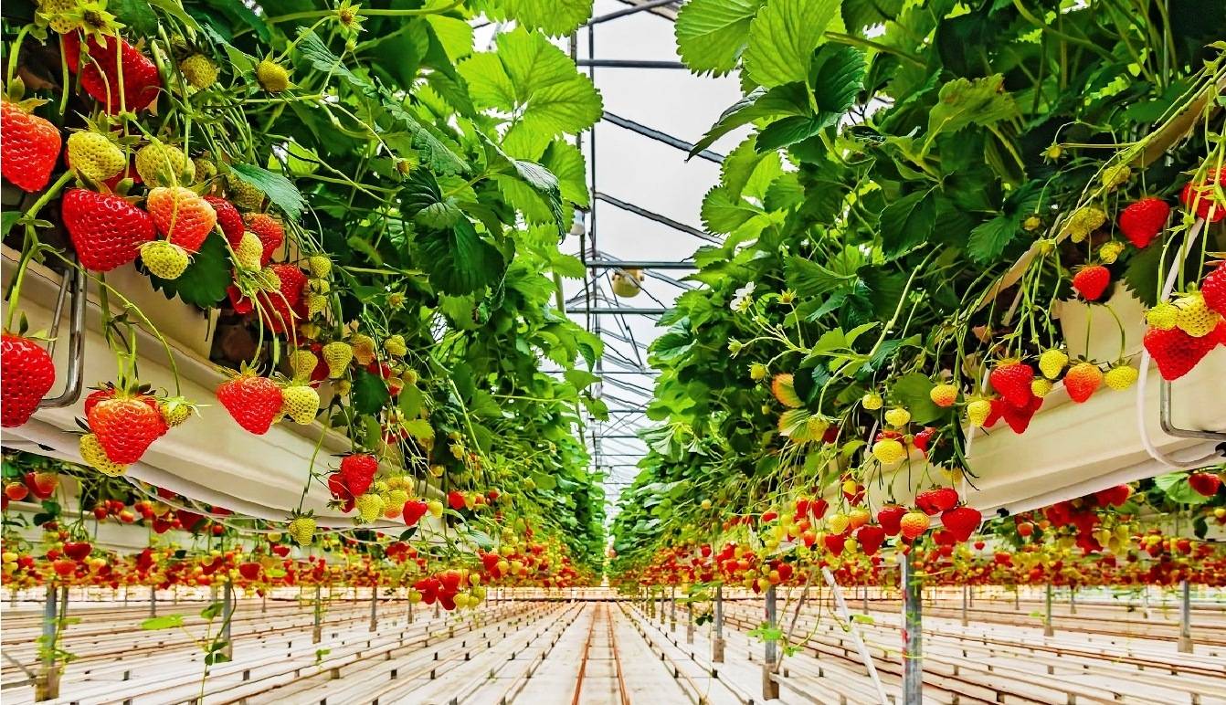Правила выращивания и ухода за клубникой по голландской технологии