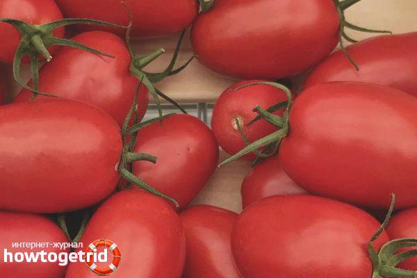 Голландский гибрид для фермеров — томат хайпил 108 f1: отзывы об урожайности, описание сорта