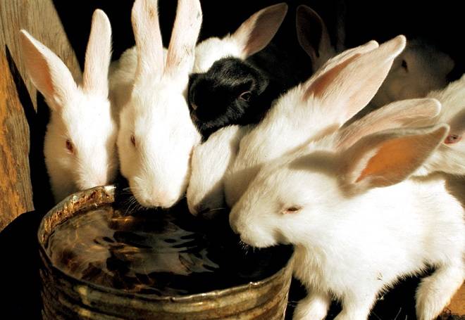 Виды клеток для кроликов — изготовление крольчатника своими руками