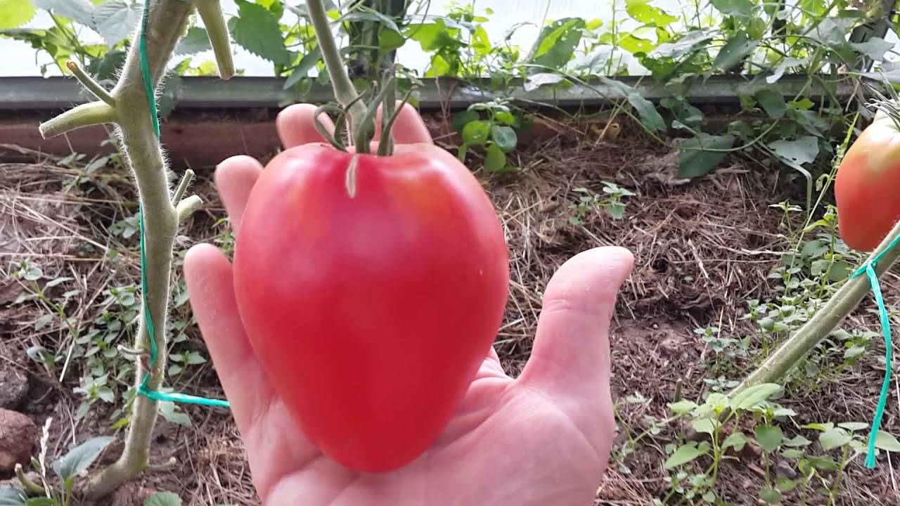 Описание сорта томата Пылающее сердце, характеристики и выращивание