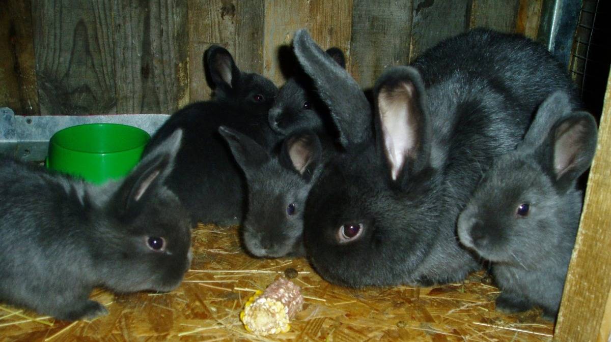 Топ 5 пород черных кроликов и их описание, правила ухода и содержания