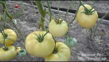 Томат царь колокол: фото и описание, отзывы, урожайность сорта