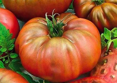 Сорт томата «бизон черный»: описание, характеристика, посев на рассаду, подкормка, урожайность, фото, видео и самые распространенные болезни томатов