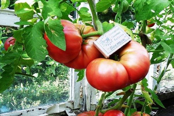 Фирменный гибрид с вкуснейшими плодами черри — томат новатто f1: описание сорта