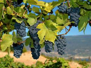 Амурский виноград –  описание сорта, посадка и уход и лечебные свойства