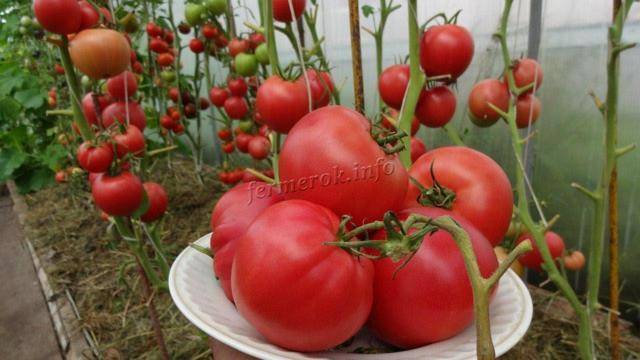 Что такое цифомандра: сортовой помидор или экзотическая ягода? описание томатного дерева, особенности его выращивания в рф