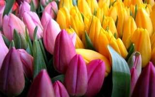 Способы размножения тюльпанов, советы по уходу за весенними цветами