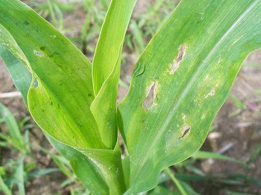 Описание и лечение болезней и вредителей кукурузы, меры борьбы с ними