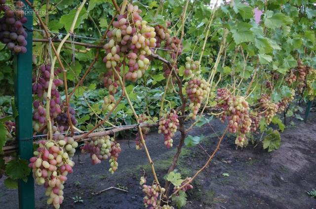 Описание и характеристики сорта винограда водограй, плюсы и минусы, выращивание