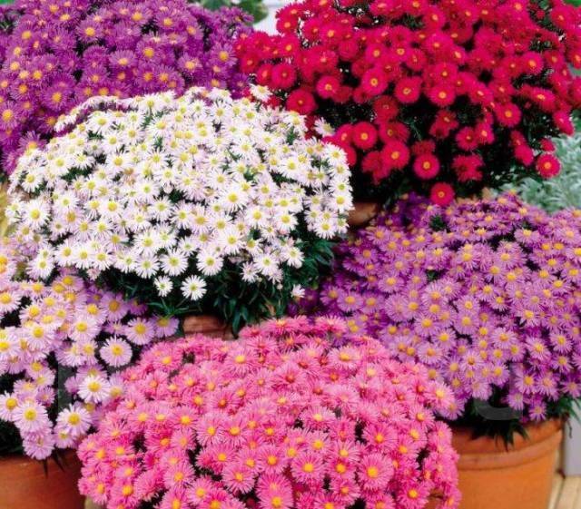 Пентас цветок: уход в домашних условиях и варианты выращивания из семян
