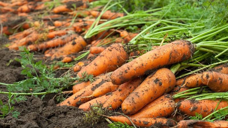 Знакомьтесь, морковь «нантская» — надежный сорт, проверенный временем