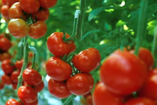 Суть голландской технологии выращивания помидор