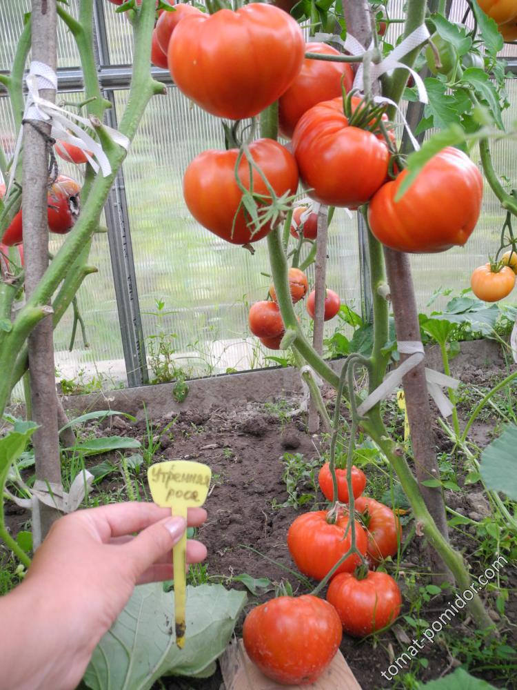 Сердцевидный томат утренняя роса — подробное описание, агротехника, отзывы