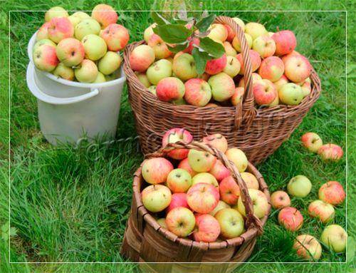 Характеристики и описание сорта яблонь рихард, морозоустойчивость и применение