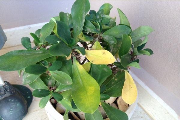 Почему у комнатного молочая желтеют и опадают листья: как его спасти