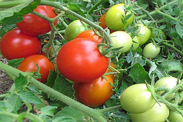 Описание сорта томата Милашка, его характеристика и урожайность