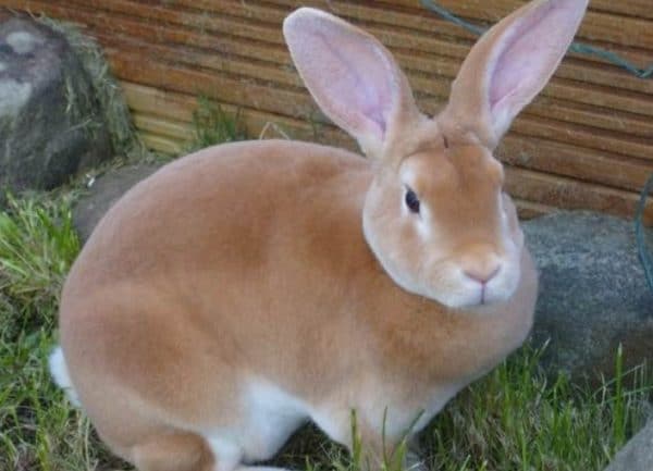 Описание и характеристики кроликов породы рекс, правила содержания