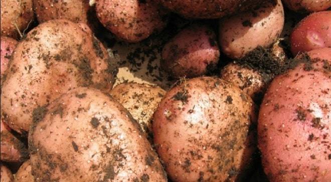 Сорт картофеля вектор: описание и характеристика, отзывы
