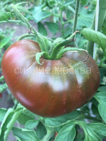 Сорт с небывалым урожаем — томат брендивайн (brandywine): советы по выращиванию и описание