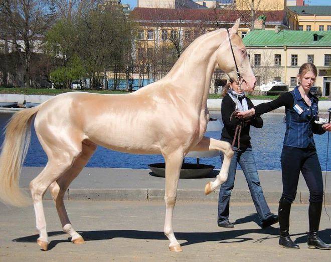 Особенности лошадей изабелловой масти: в чем их ценность?