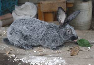 Кролики полтавское серебро: разведение и содержание