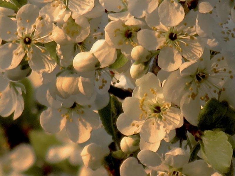 Вишня перестала цвести и плодоносить: причины, способы борьбы