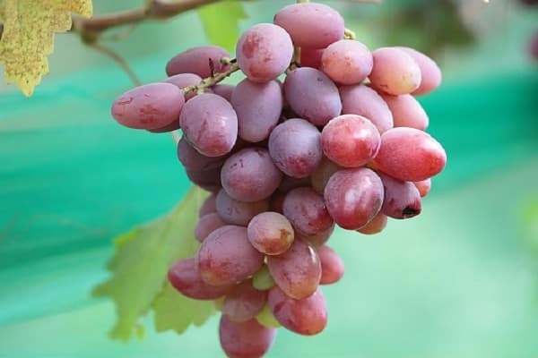 Описание и характеристики сорта винограда Атаман, история и правила выращивания