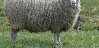В каком возрасте стригут овец. когда и зачем стригут баранов и овец