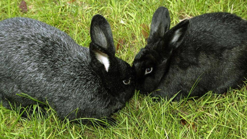 Случка кроликов, правила и особенности их спаривания