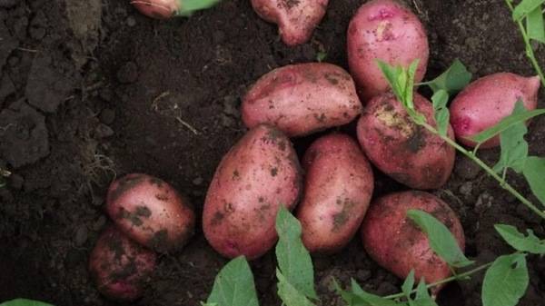 Картофель санте: описание и характеристика сорта, особенности выращивания