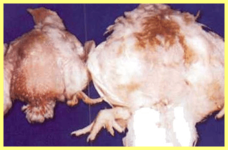 Какие болезни поражают лапы кур и как их лечить?